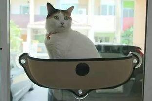 娱乐吃瓜酱猫窝,揭秘娱乐圈那些不为人知的幕后故事