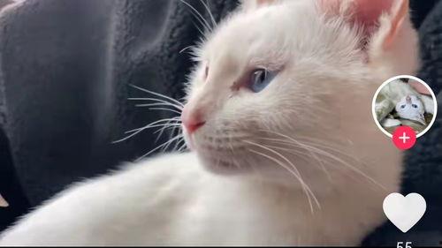 猫咪爆料视频大全集,视频大全集精彩瞬间回顾 第3张 猫咪爆料视频大全集,视频大全集精彩瞬间回顾 第3张